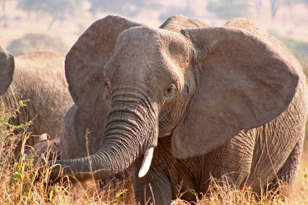 istock African Elephant in Tanzania 104231773