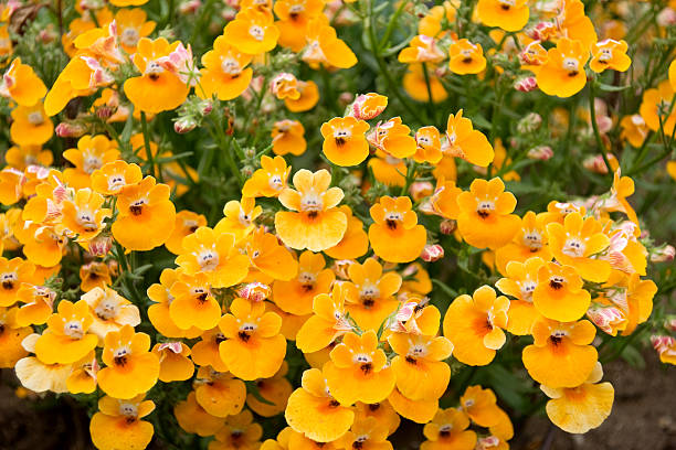 Nemesia strumosa stock photo