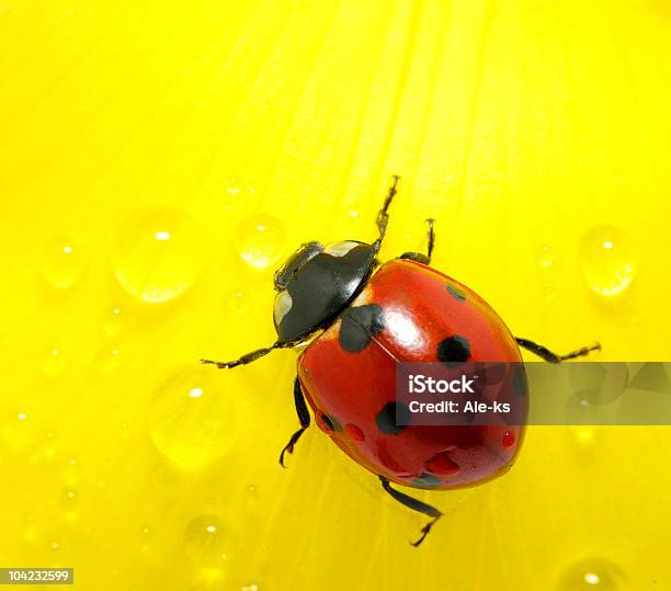 Coccinella Su Fiori - Fotografie stock e altre immagini di Bellezza naturale - Bellezza naturale, Bianco, Coccinella