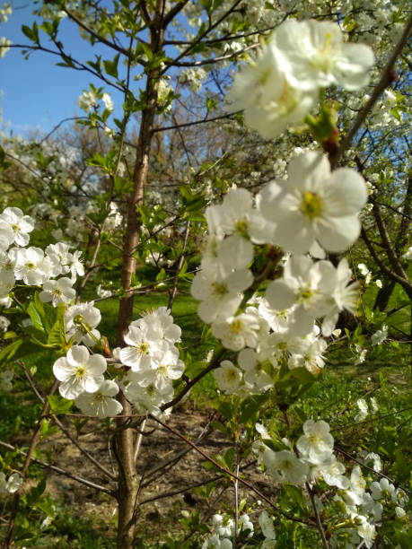 istock White blossom trees on sunny spring day. Cherry blooming tree. 1042327958