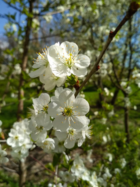 istock White blossom trees on sunny spring day. Cherry blooming tree. 1042327982