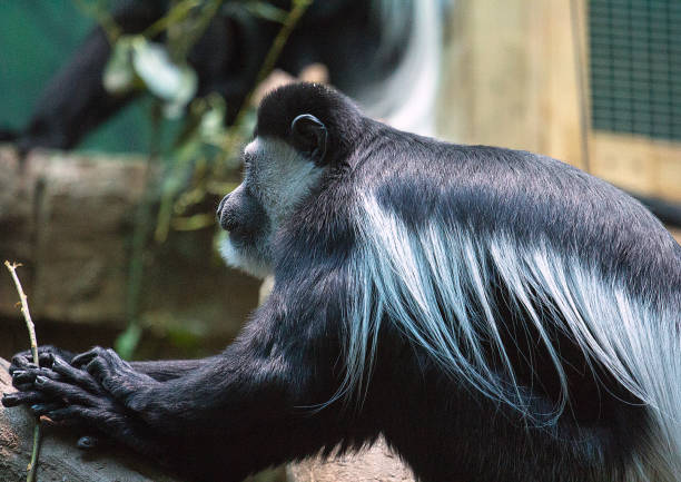 istock Side view of black-and-white colobus closeup. 1042328872