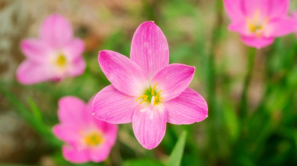 fiore di giglio zefiranthe rosa in un giardino. - zephyranthes lily foto e immagini stock