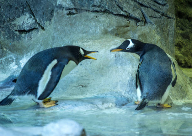 istock Two Gentoo penguins standing on background of the rock. 1042332792