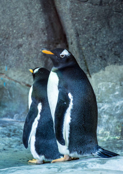 istock Two Gentoo penguins standing on background of the rock. 1042333146