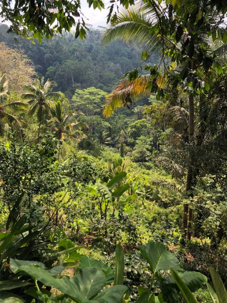istock rice field rice terrace, rice paddy, tropical rainforrest, palm tree 1042333168