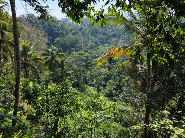istock rice field rice terrace, rice paddy, tropical rainforrest, palm tree 1042333180