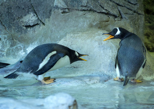 istock Two Gentoo penguins standing on background of the rock. 1042335320