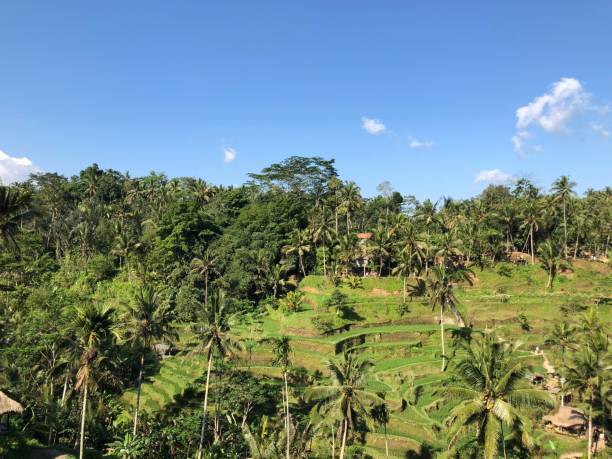 istock rice field rice terrace, rice paddy, tropical rainforrest, palm tree 1042335448
