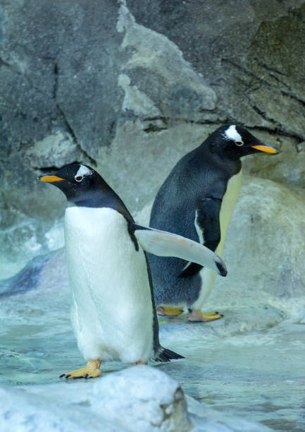 istock Two Gentoo penguins standing on background of the rock. 1042335544