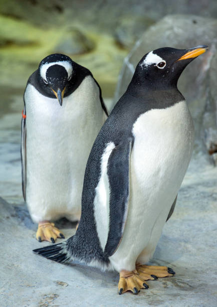 istock Two Gentoo penguins standing on background of the rock. 1042335664