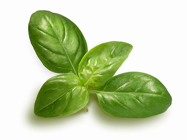 Basil sprig  sauce photos stock pictures, royalty-free photos & images