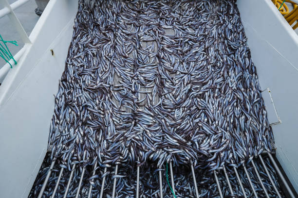 pesca in peschereccio: enorme cattura di pesce - industrial fishing foto e immagini stock