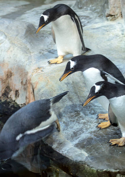 istock Three Gentoo penguins ready to jumping into water. 1042339912