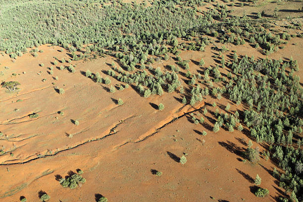 "outback". a austrália - spinnifex - fotografias e filmes do acervo