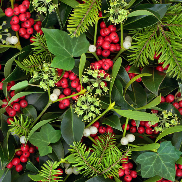 istock Christmas Holly Ivy and Mistletoe 1042342958