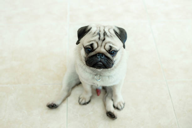 istock cute dog pug breed sitting on ground have a question face and so boring,Selective focus 1042343302