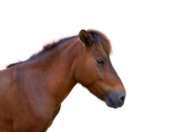 istock Head of horse on white isolated 1042343390