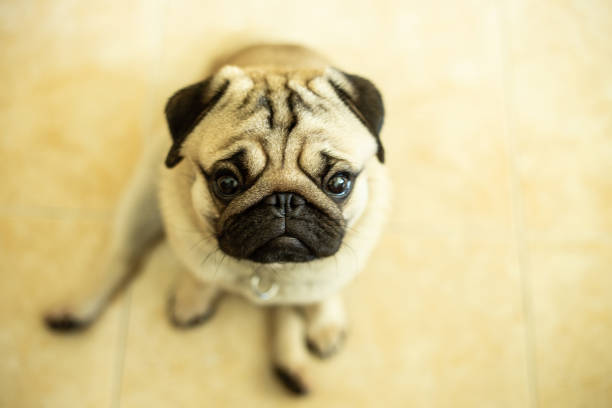 istock cute dog pug breed have a question and making funny face,Selective focus 1042343420
