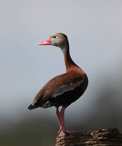 istock Black Bellied Whistling Duck 104234346