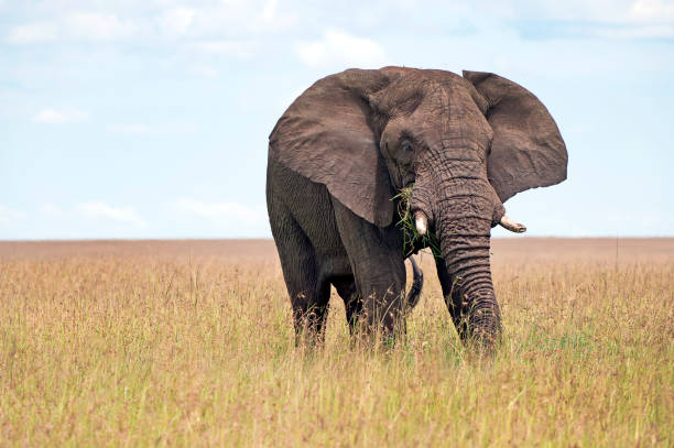 istock Angry elephant, Masai Mara, Kenya, Africa 1042343462