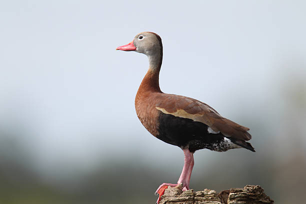 istock Black Bellied Whistling Duck 104234347