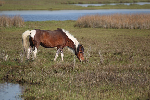 istock Wild Pony on Assateague Island National Seashore 104234350