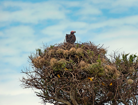 Black-headed Weaverbirds beneath single Lappet-faced Vulture sitting on nest high in an Acacia tree as lookout vantage point, overlooking the grassland plains looking for dead wild animals in the wildlife nature reserve environment of the Masai Mara National Reserve or National Park, Kenya, Africa