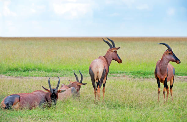 topi antílope grupo, masai mara, kenia, áfrica - masai mara national reserve masai mara topi antelope fotografías e imágenes de stock