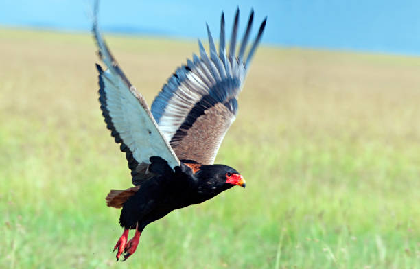 istock Bataleur Eagle takes flight, Masai Mara, Kenya, Africa 1042347176