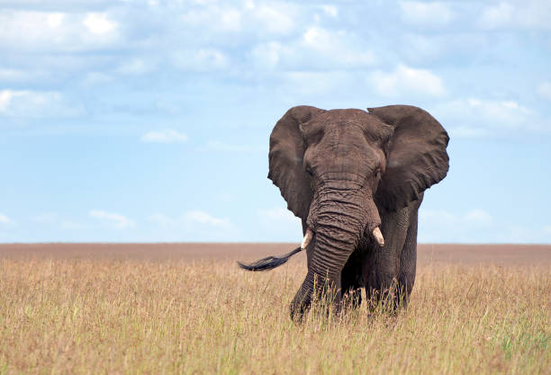 istock Elephant anger, Masai Mara, Kenya, Africa 1042347348