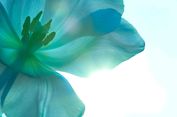 tulipe bleu. - back lite photos et images de collection