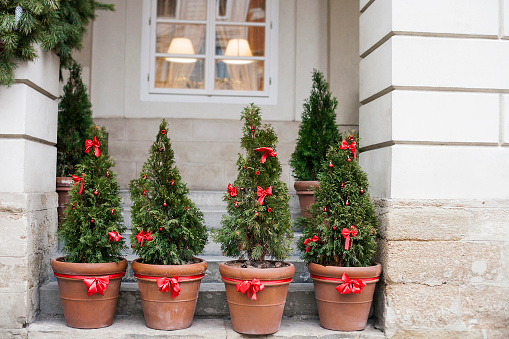Decorated with red bows and balls Christmas trees in pots near old house