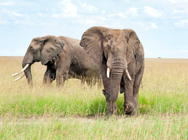 istock Elephant front and side, Masai Mara, Kenya, Africa 1042351260