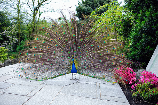 istock Male peacock displaying ornate tail feathers in a formal garden 104235184