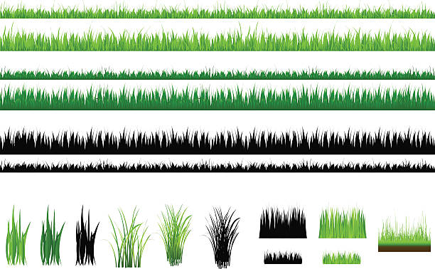 Set Of Grass, Green and Outline, Isolated On White  field of grass stock illustrations