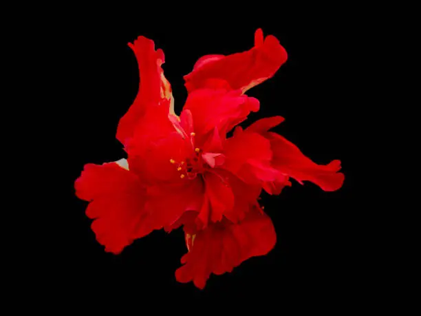 Double Red Hibiscus isolated on black background. Other names are Hibicus Rosa-Sinensis, Red Monarch.