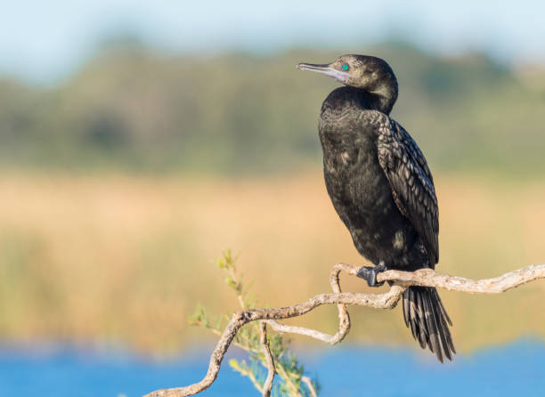 ein wenig schwarzer kormoran - schwarzscharbe fotos stock-fotos und bilder