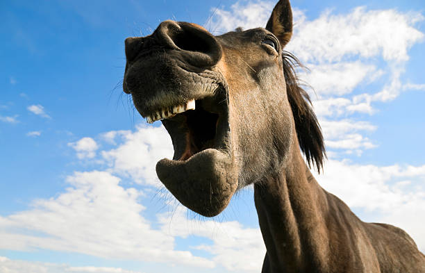 istock brown horse yawning 104235874