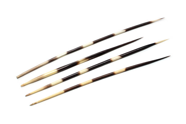 Porcupines quills or spines isolated on white background Porcupines spines or quills isolated on white background porcupine hedgehog rodent animal stock pictures, royalty-free photos & images