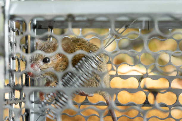 istock Mice trapped in a trap cage. Inside of rat traps. 1042360084