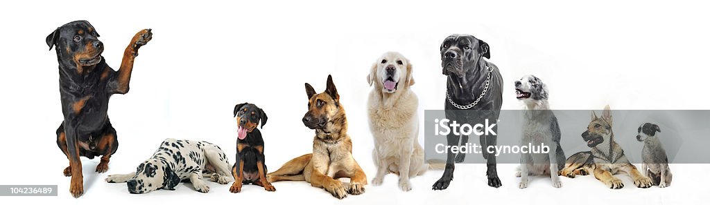 Grupo de cães - Foto de stock de Alemanha royalty-free