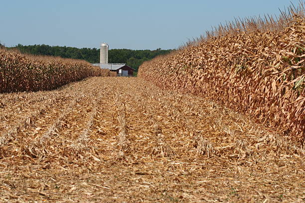 View through cornfield at harvest.  Hot day.