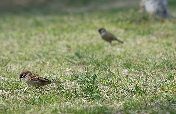 Sparrows stock photo