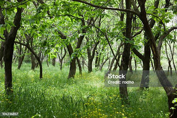 Лесу — стоковые фотографии и другие картинки Без людей - Без людей, Ботаника, Весна