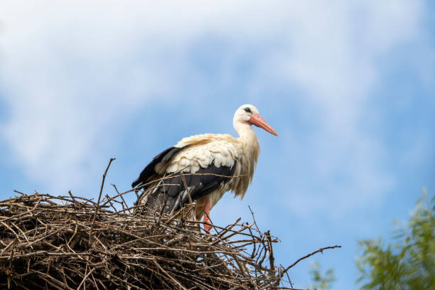 istock White stork - Ciconia ciconia - at the nest 1042368686