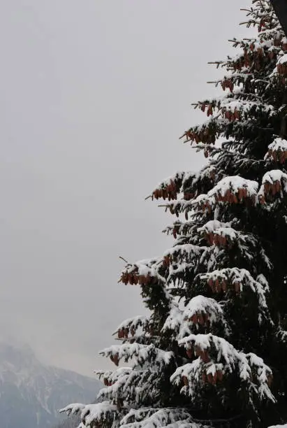 snowy tree in the Alps