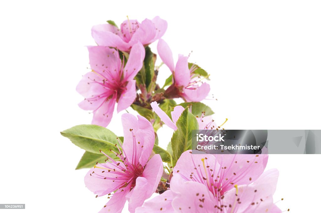 Flores de pessegueiro - Foto de stock de Beleza natural - Natureza royalty-free