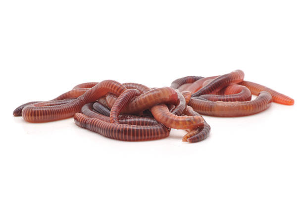 istock Many dark brown worms tangles together in white background 104236955
