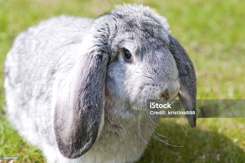 Rabbit  Agricultural Field Stock Photo